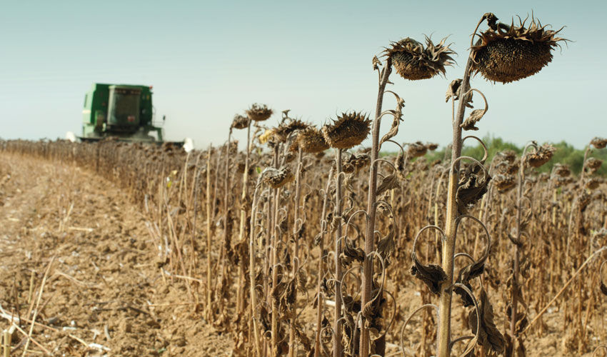 Sunflower – the “September star” of the oilseed market Sunflower – the “September star” of the oilseed market