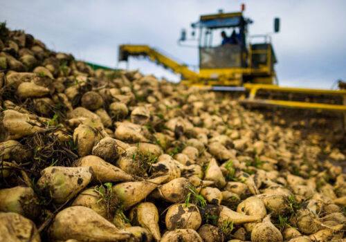 Harvesting of sugar beet will stretch into January