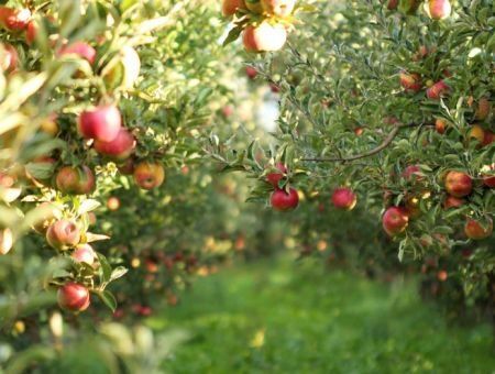 “Fruit Garden of Moldova” Project.