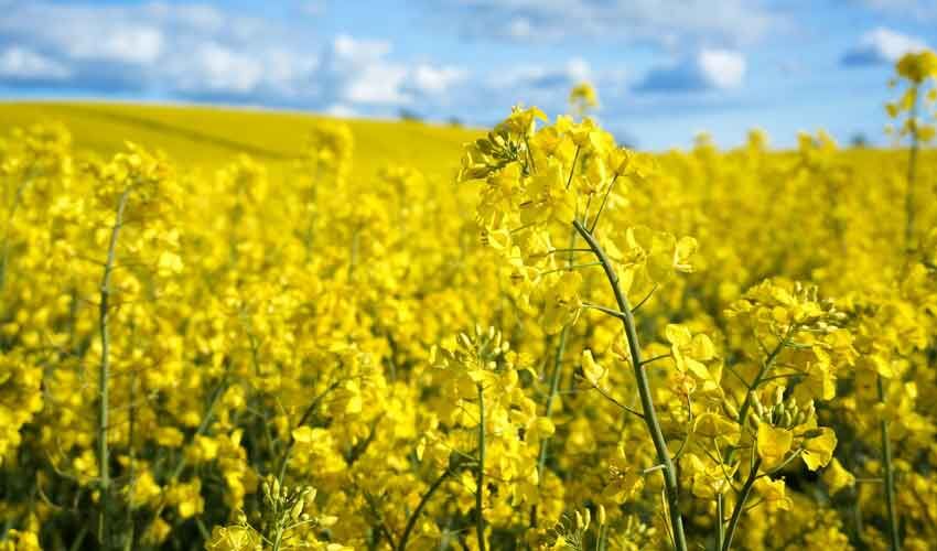 Import of rapeseed from Ukraine has become more realistic Import of rapeseed from Ukraine has become more realistic