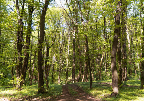 Romania will help with inventory of Moldovan forests