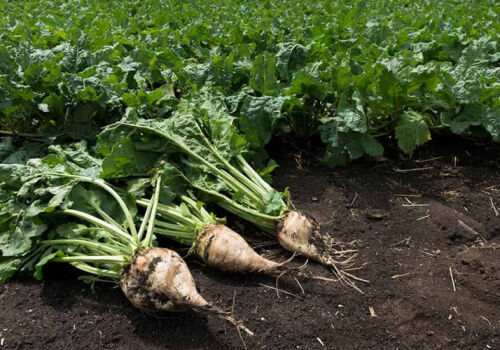 Свеклосахарный комплекс Молдовы: за иллюзию платят дорого все Свеклосахарный комплекс Молдовы: за иллюзию платят дорого все