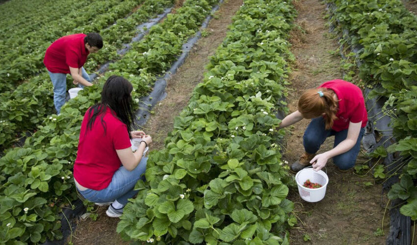 Since the beginning of the year, more than 7,000 undocumented workers have been identified in Moldova field workers