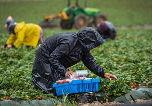 Fermierii polonezi caută forță de muncă pentru recoltarea fructelor de pădure-2026. Cât promit să plătească?