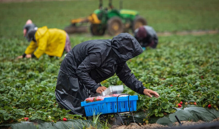 strawberry picking