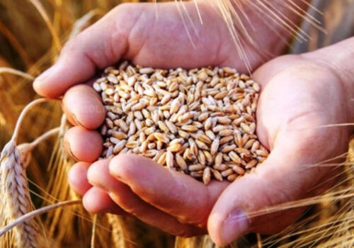 Piața mondială: Cerealele sunt mai ieftine înainte de weekendul prelungit