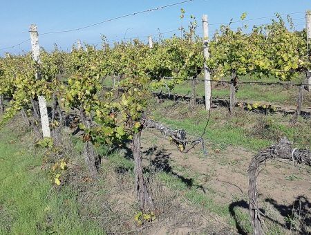 Год реабилитации виноградников