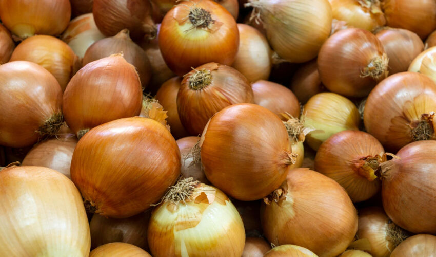 Onion prices are falling in Moldova onion