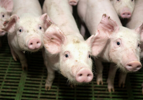 Persistă riscul ridicat de răspândire a pestei porcine africane în Moldova