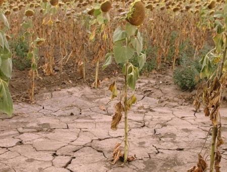 FAO оценила ситуацию в АПК Молдовы FAO оценила ситуацию в АПК Молдовы