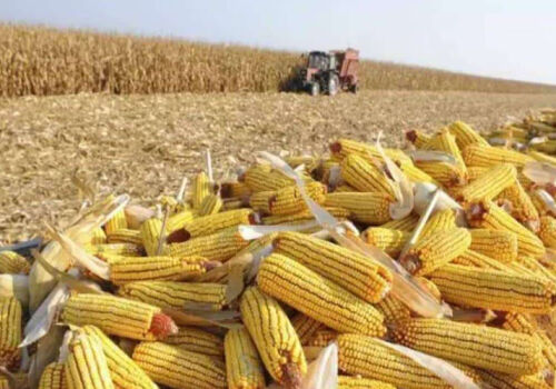 Рост цен на кукурузу скромный, но стабильный