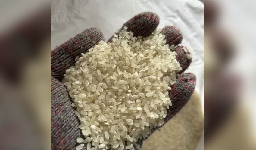 рис