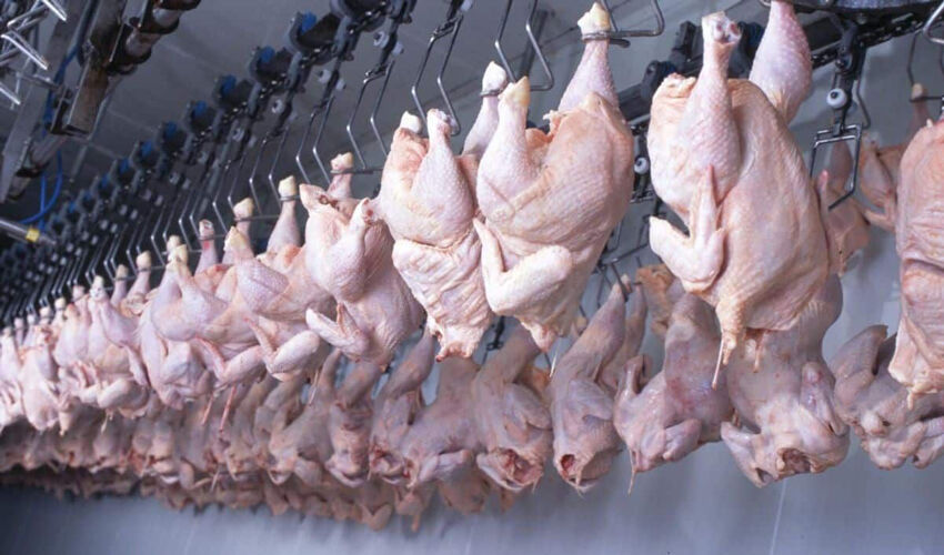 Первый производитель мяса птицы из Молдовы получил право экспорта в ЕС Первый производитель мяса птицы из Молдовы получил право экспорта в ЕС