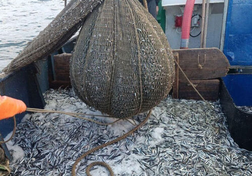 Moldova se unește cu vecinii împotriva braconajului în Marea Neagră