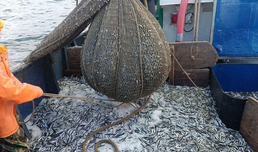 Moldova se unește cu vecinii împotriva braconajului în Marea Neagră