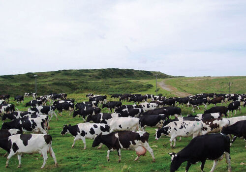 How to make agricultural risk insurance attractive?