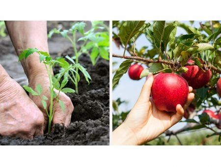 Moldova Agroindbank запускает кампанию для сельхозпроизводителей «Primăvara 2020»