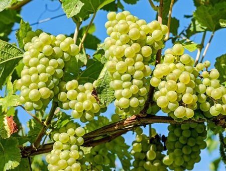 Экспортеры сажают виноградники Экспортеры сажают виноградники