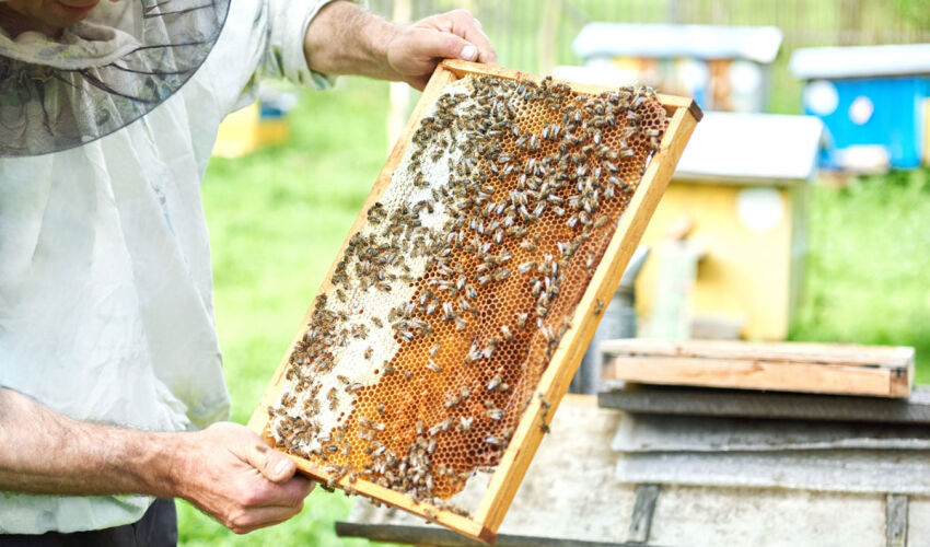 apiary