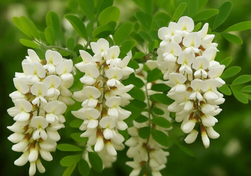 Acacia’s share in the forest expansion program will not exceed 15-20%