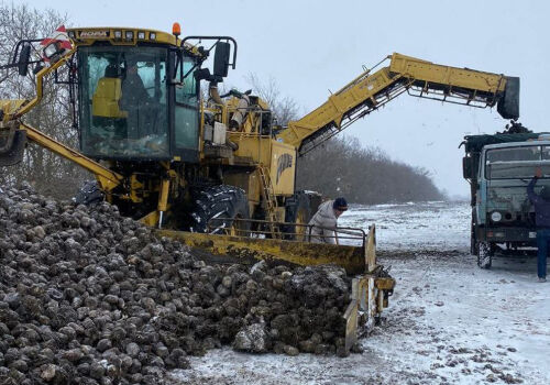 Resturile din recolta de rădăcinoase de anul trecut pot fi pierdute