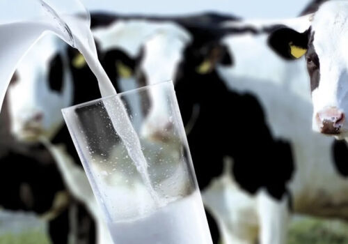 Subvențiile vor ajuta producătorii de lactate să atingă „vârful vânzărilor de iarnă”