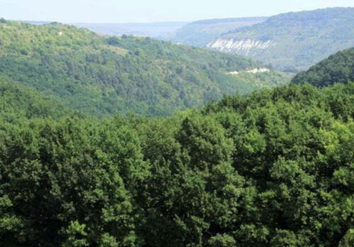 Fondul forestier al Moldovei rămâne în umbră