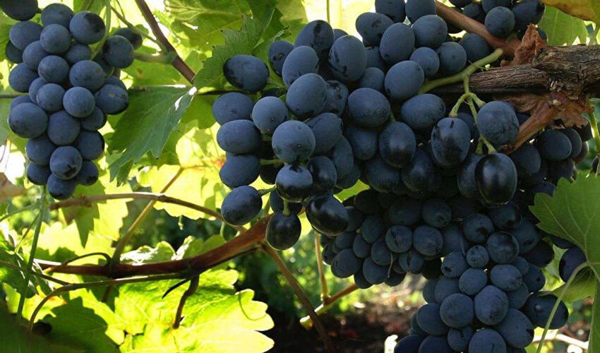 Considering the costs, “Moldova” is sold cheaply Considering the costs, “Moldova” is sold cheaply