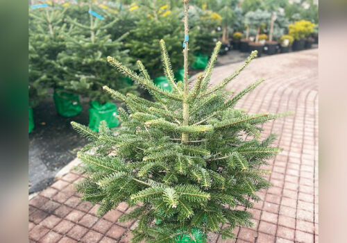 Simboluri de Crăciun la un preț avantajos