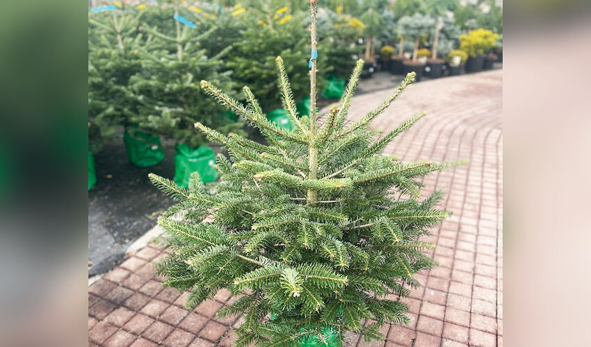 Simboluri de Crăciun la un preț avantajos