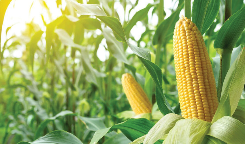 Amânarea recoltării în masă a porumbului multiplică riscurile Amânarea recoltării în masă a porumbului multiplică riscurile