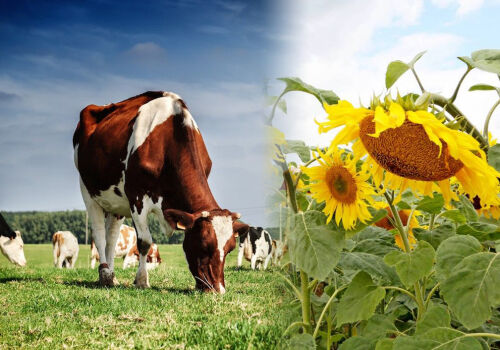 Agricultural production statistics in 2025: growth in crop production, decline in livestock production