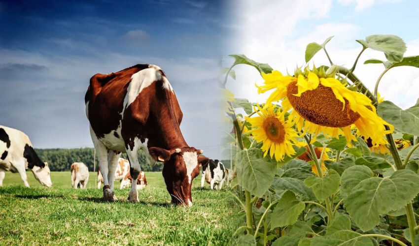 сельское хозяйство