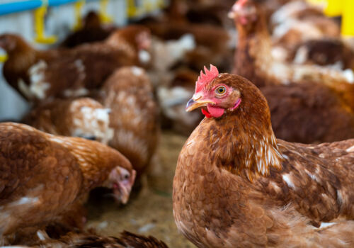 Украинская компания выпустила первые облигации с начала войны Украинская компания выпустила первые облигации с начала войны