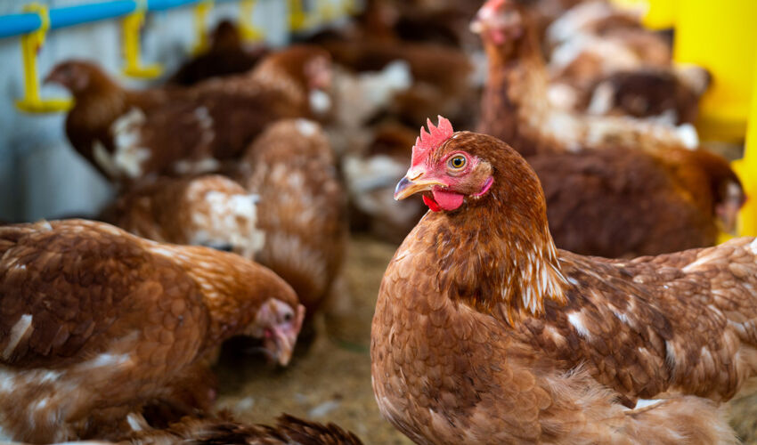 O companie ucraineană emite primele obligațiuni de la începutul războiului