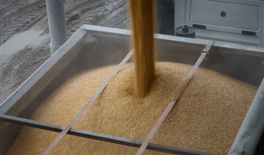 Grain import licensing extended for the whole of 2025 Grain import licensing extended for the whole of 2025