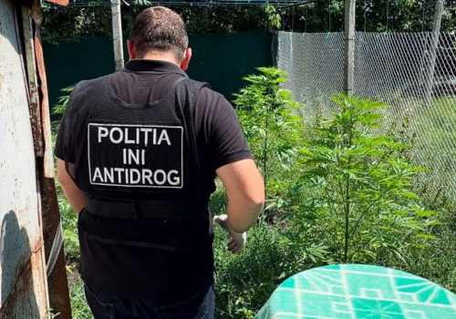 Un locuitor din Anenii Noi cultiva marijuana și ciuperci halucinogene Un locuitor din Anenii Noi cultiva marijuana și ciuperci halucinogene