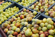 Tatiana Burca: Elveția poate deveni o piață premium pentru fructele moldovenești Tatiana Burca: Elveția poate deveni o piață premium pentru fructele moldovenești