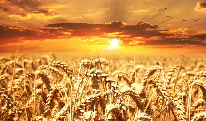 Prognoza FAO: recoltă mondială record de cereale în 2025 Prognoza FAO: recoltă mondială record de cereale în 2025