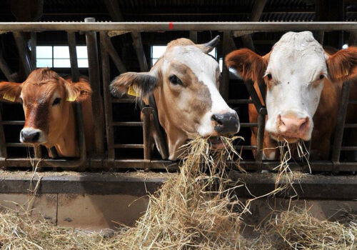 Creșterea producției agricole în prima jumătate a anului 2026 a fost asigurată de întreprinderi