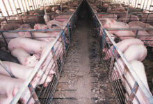 Performanța zootehniei a scăzut din cauza producției de porci
