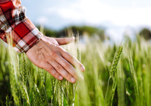 There is little “fresh blood” in Ukraine’s agri-food business. Where is there more of it?