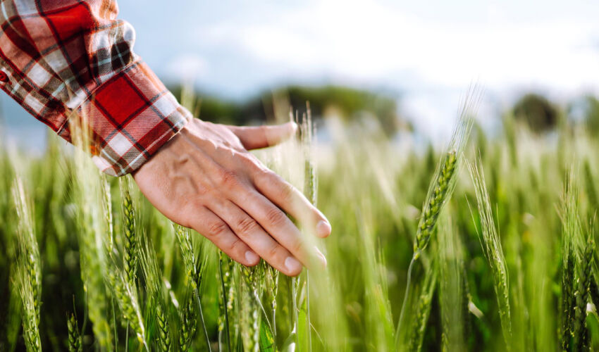 Există puțin „sânge proaspăt” în sectorul agroalimentar din Ucraina. Unde este mai mult?