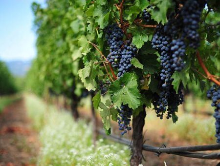 Обсудили цены на виноград