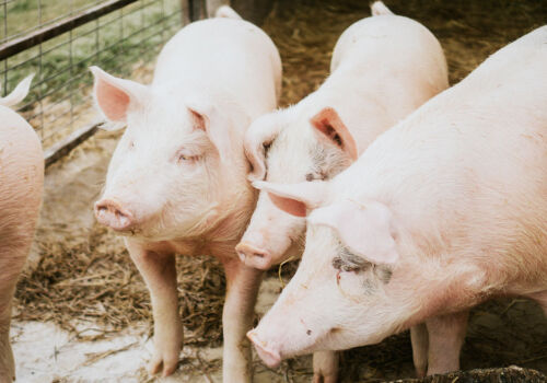 Половина свиноферм Румынии может приостановить работу в краткосрочной перспективе