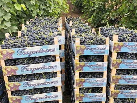 Столовый виноград из Молдовы завоевывает мир