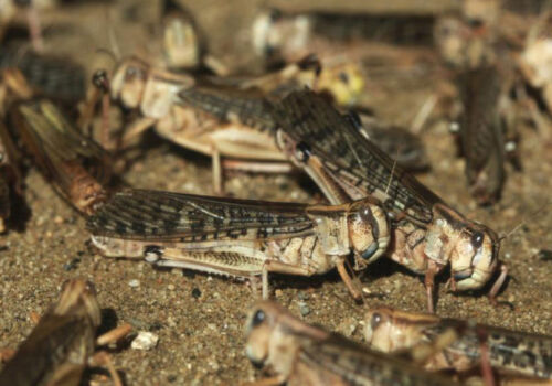 Lăcustele au apărut în sudul Moldovei