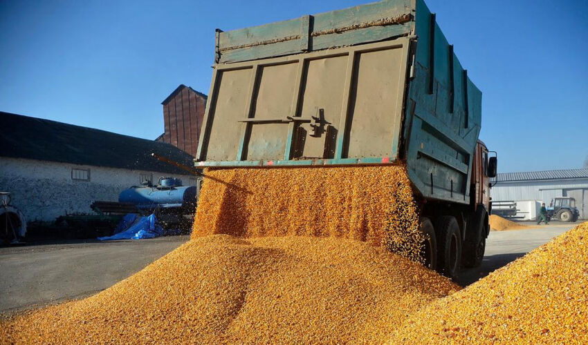 grain