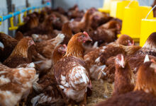 Imports of poultry meat from Ukraine temporarily banned Imports of poultry meat from Ukraine temporarily banned
