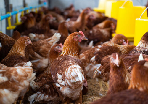 Импорт мяса птицы из Украины временно запретили Импорт мяса птицы из Украины временно запретили